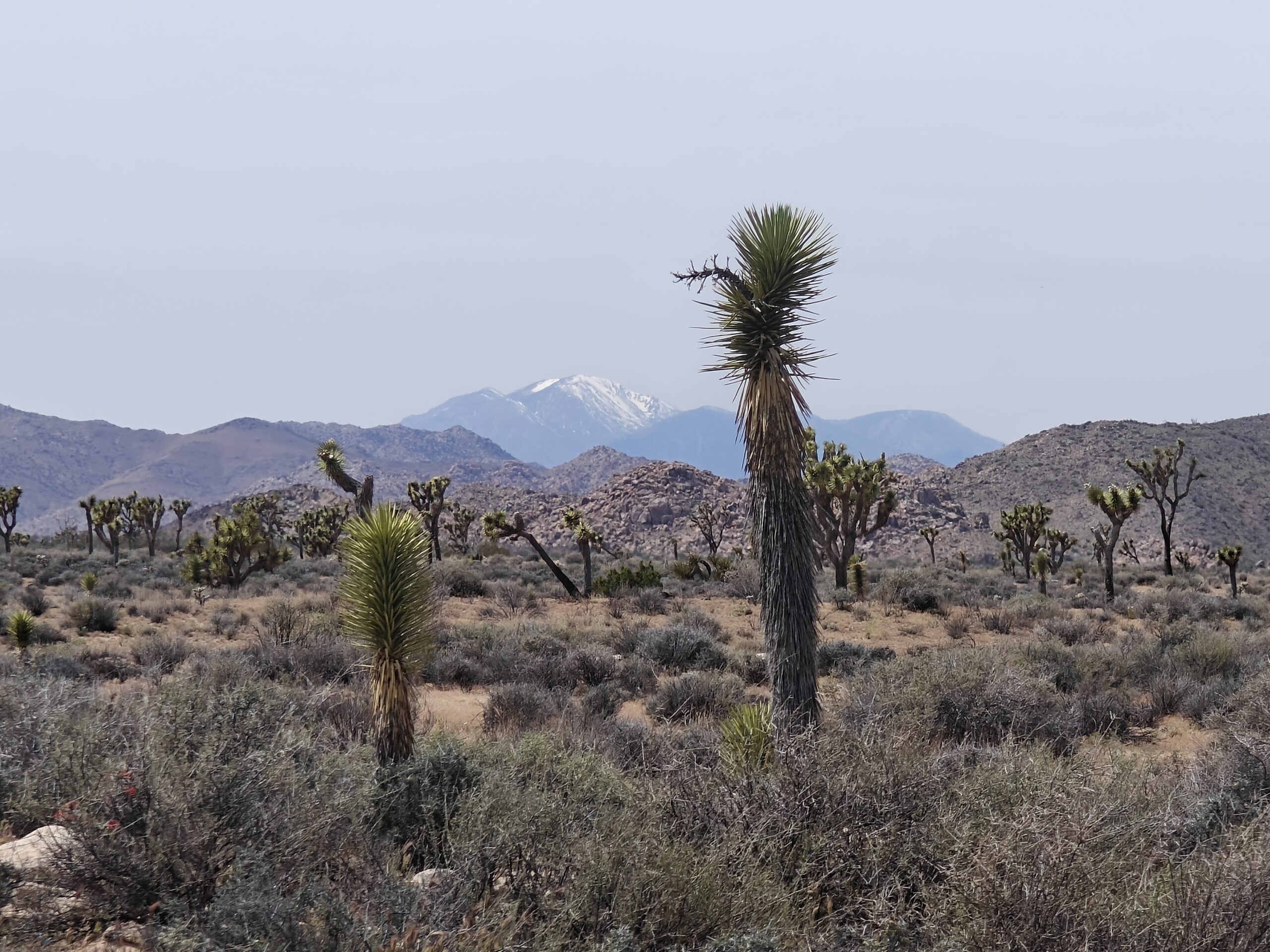 Joshua tree national park and mountains