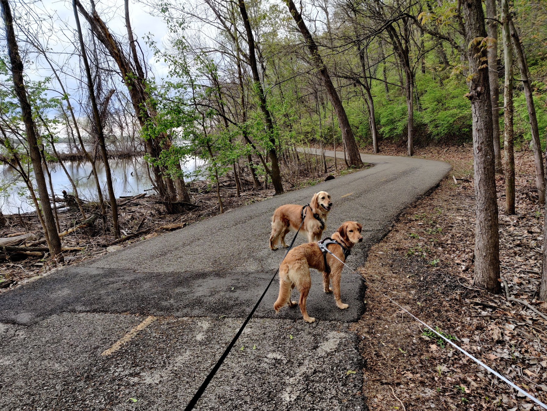 Two golden retrievers walking on a trail in one of America's dog friendly national parks