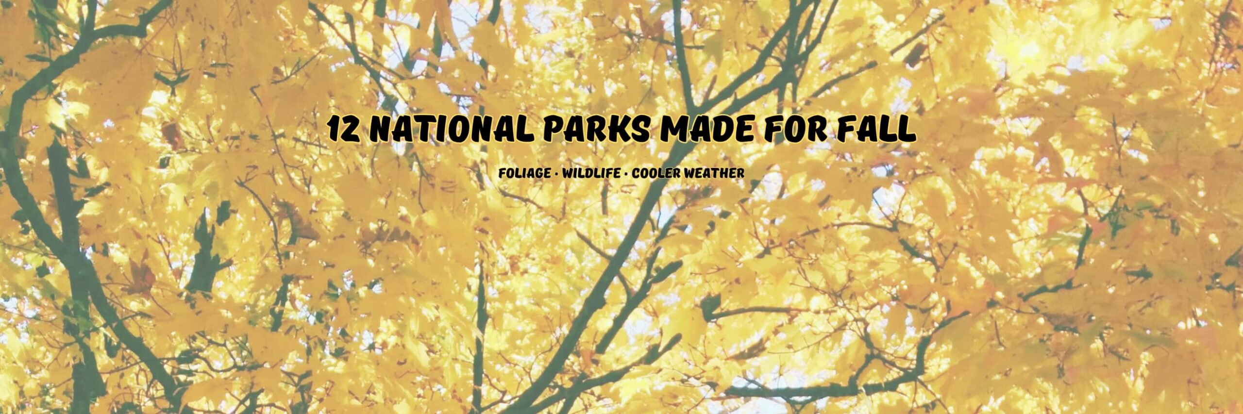 Golden fall foliage at one of the best national parks to visit in fall